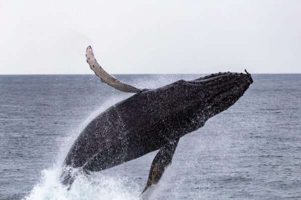 Whale Jumping in the Strait of Juan de Fuca off the coast of Vancouver Island